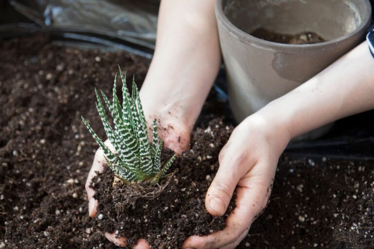 Repotting a Zebra Plant