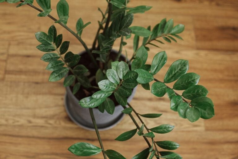 ZZ Plant from Top Down View