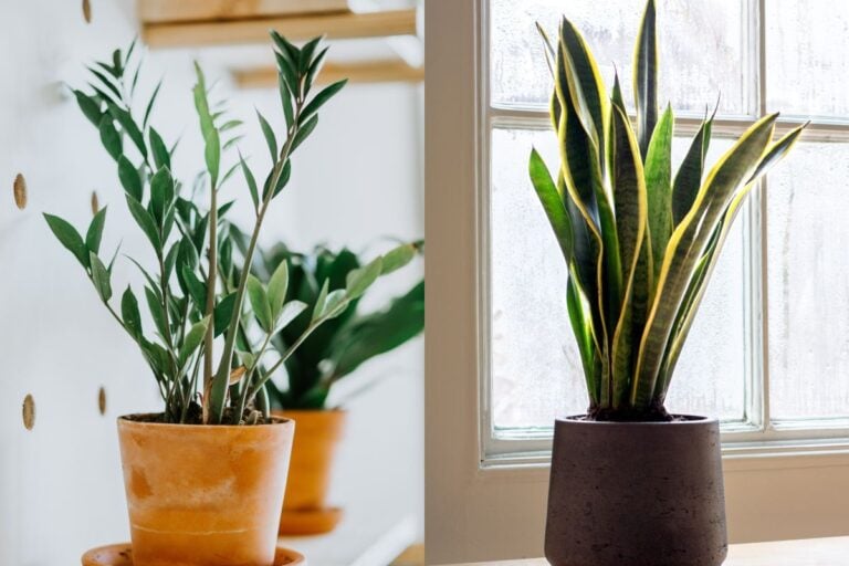 ZZ Plant vs Snake Plant