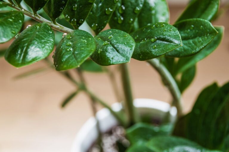 ZZ Plant with Wet Leaves