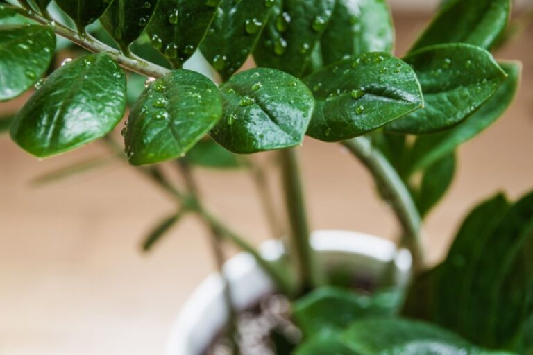 ZZ Plant with Wet Leaves
