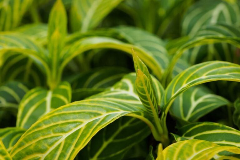 Zebra Plant