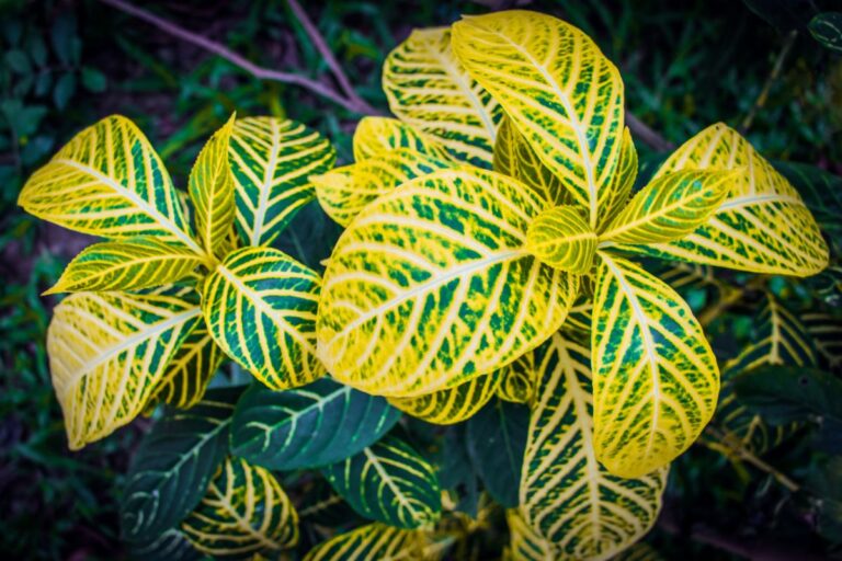 Zebra Plant with Discolored Leaves
