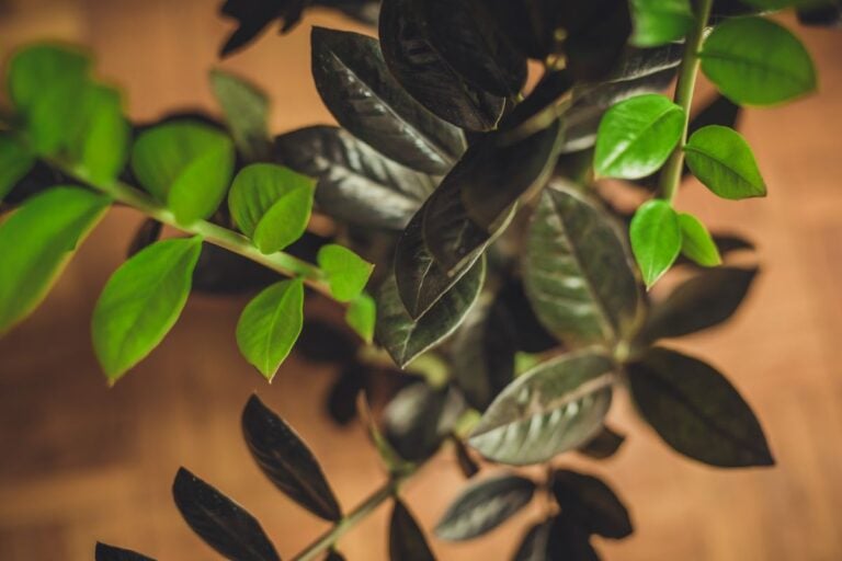 A Black ZZ Plant