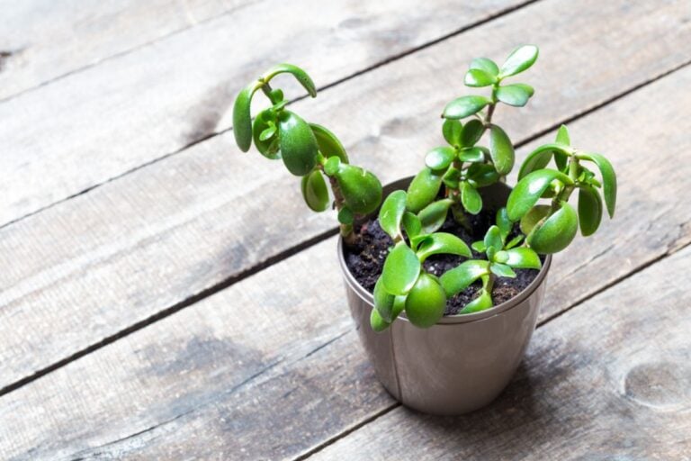A Potted Jade Plant on the Deck