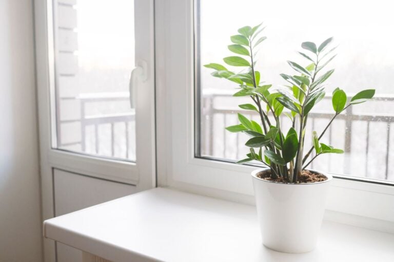 A Potted ZZ Plant on a Counter Near a Window