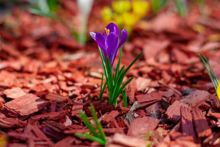 A Purple Flower Growing Through Mulch