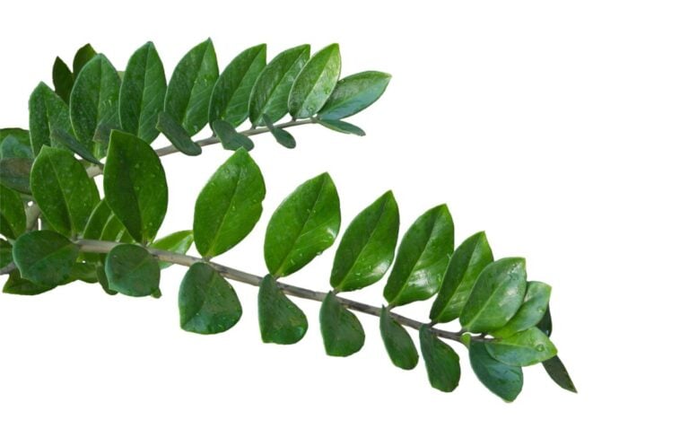 A ZZ Plant Growing Sideways