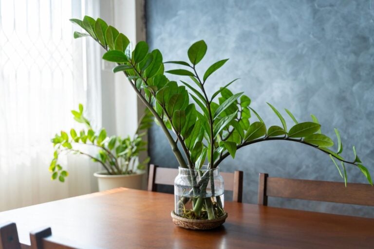 A ZZ Plant Growing in Water on the Dining Room Table