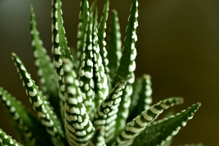 A Zebra Plant in Bright Light