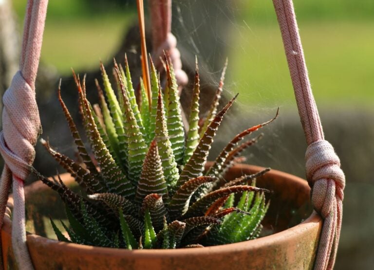A Zebra Plant with Red Tips