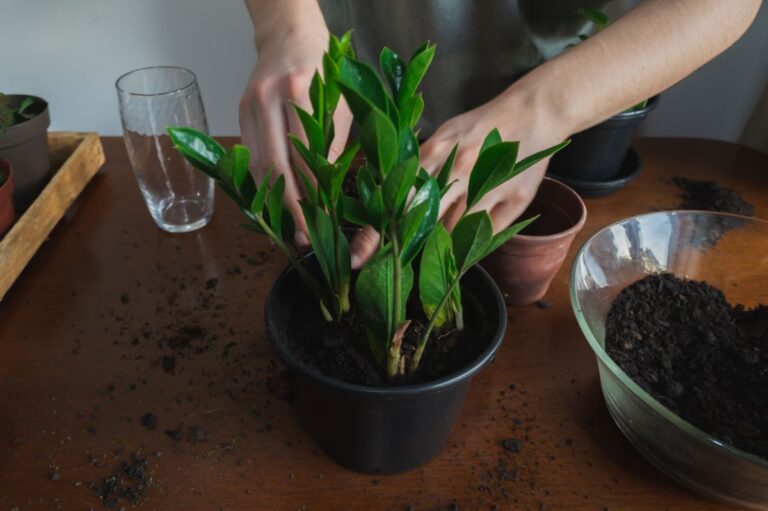 Adding Fertilizer to a ZZ Plant