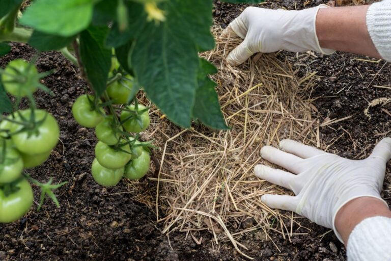 Adding Organic Mulch Around Tomato Plants