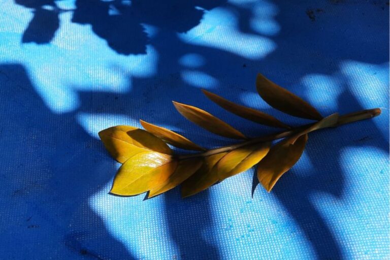 Fallen ZZ Plant Leaves