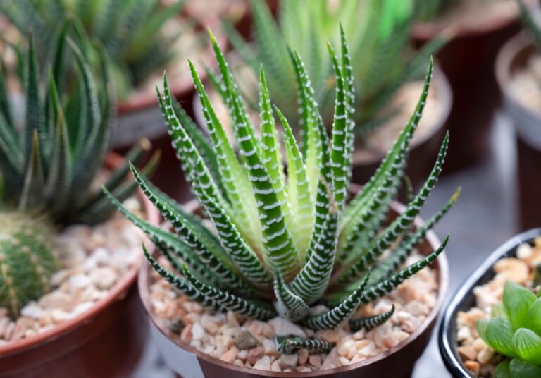 Multiple Potted Zebra Plants
