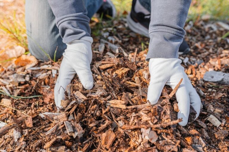 Picking Up Old Mulch By Hand