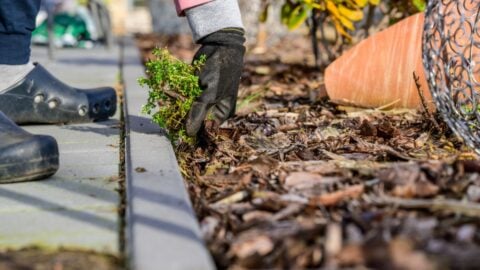 Does Mulch Prevent Weeds? (And Which Type Works Best?) - The Practical