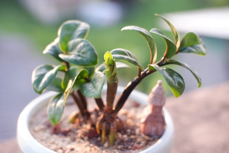 Small ZZ Plant Up Close