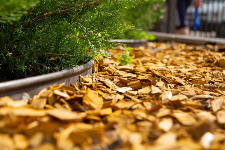 Using Wood Chips as Mulch