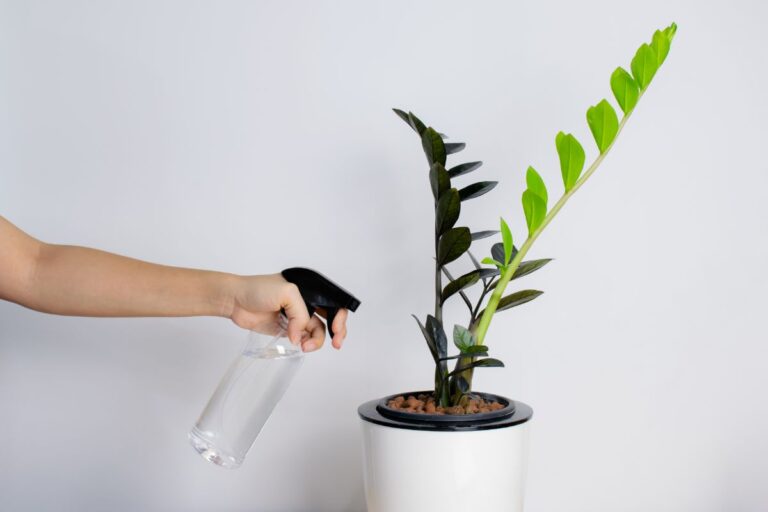 Watering a ZZ Plant with a Spray Bottle