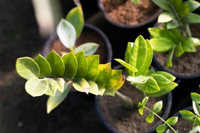 Yellowing ZZ Plant