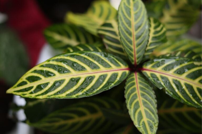 Zebra Plant with Wet Leaves