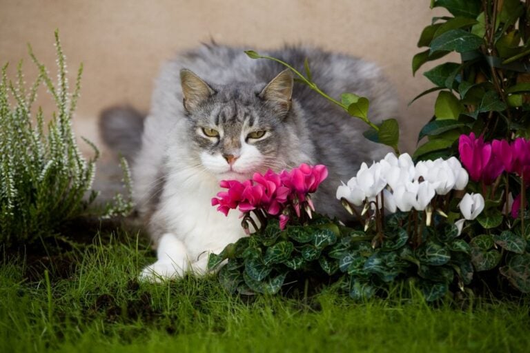 A Cat Near Cyclamen