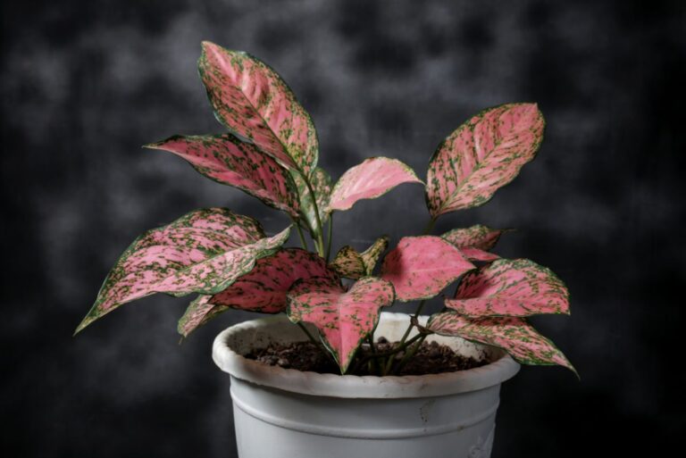 A Chinese Evergreen Starting to Droop