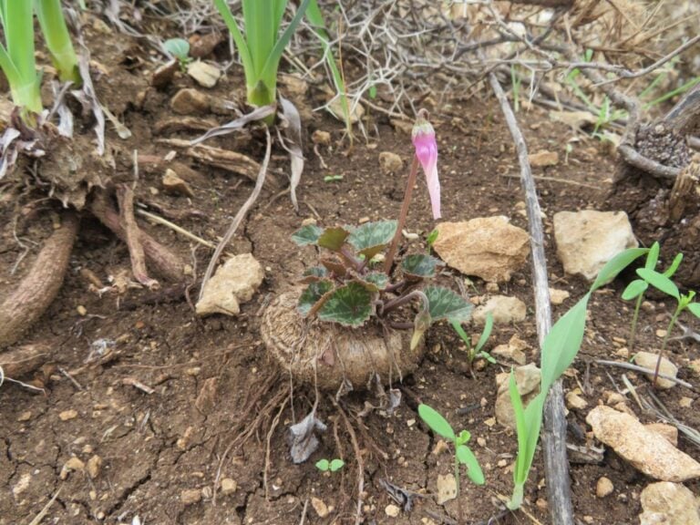 A Cyclamen Bulb