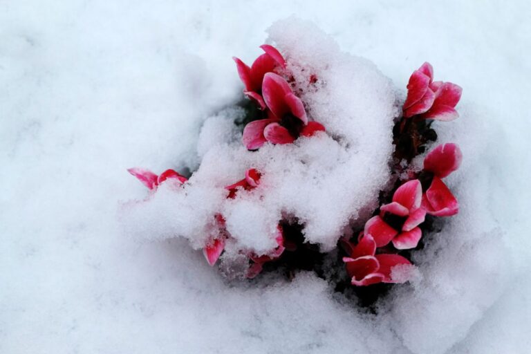A Cyclamen Covered in Fresh Snow