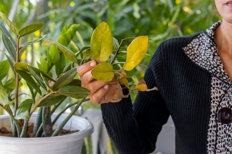A Dying ZZ Plant