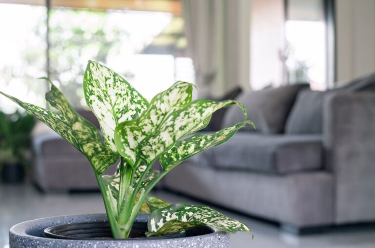 A Potted Chinese Evergreen in the Living Room