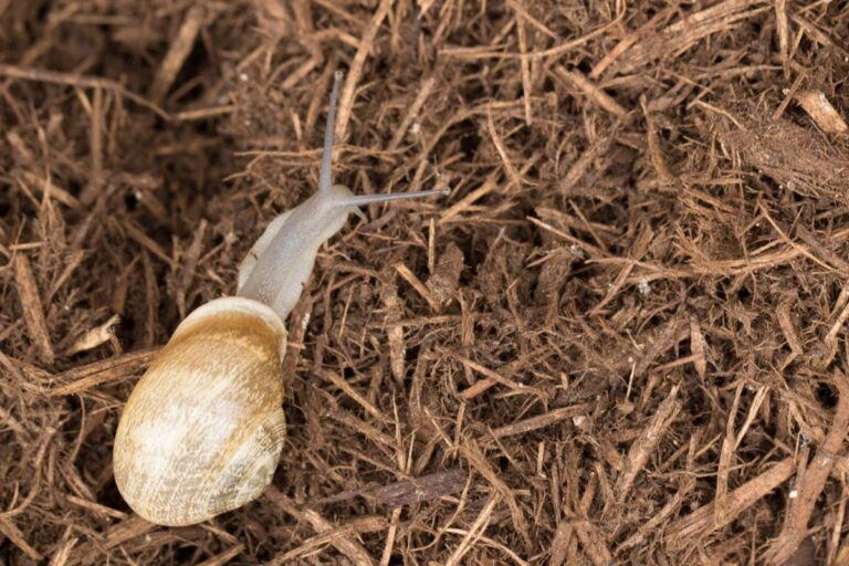 A Snail in Mulch
