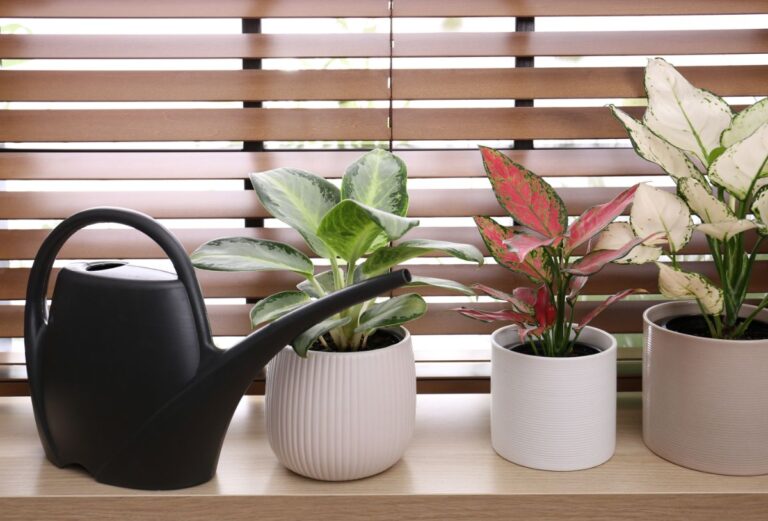 A Watering Can Next to Several Chinese Evergreens