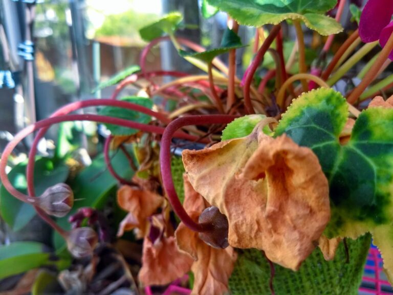 A Wilted Pink Cyclamen
