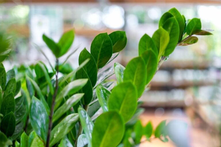 A ZZ Plant at a Store