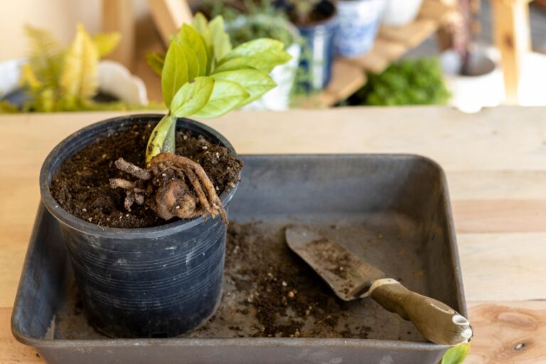 A ZZ Plant with Exposed Roots