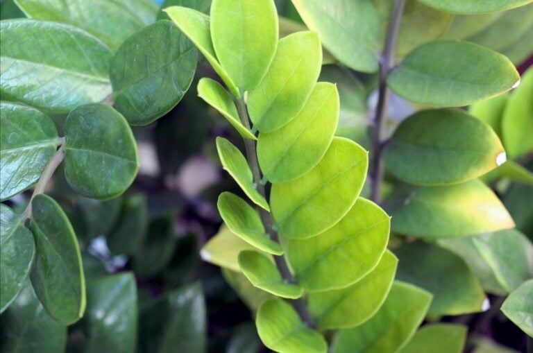 A ZZ Plant with Light Green Leaves