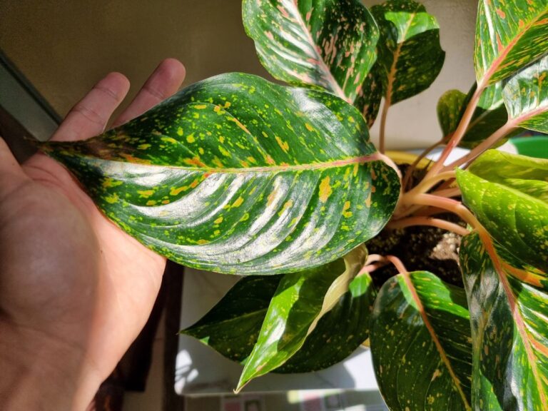 Aglaonema Top Down View