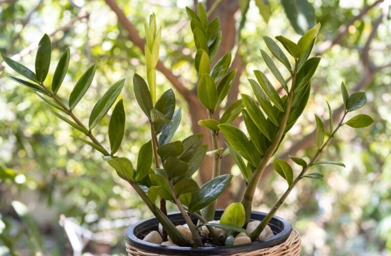 An Outdoor Potted ZZ Plant