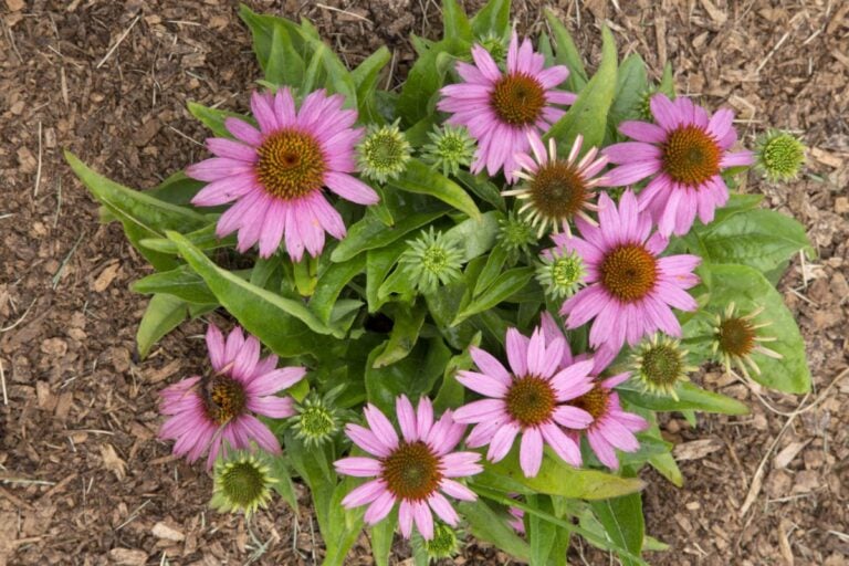 Coneflowers Growing in Mulch