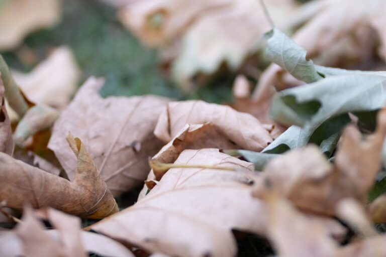 Fallen Leaves Close Up in a Garden Area