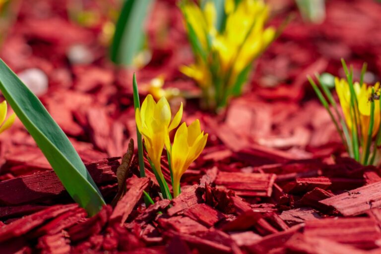 Flowers Growing Through Mulch