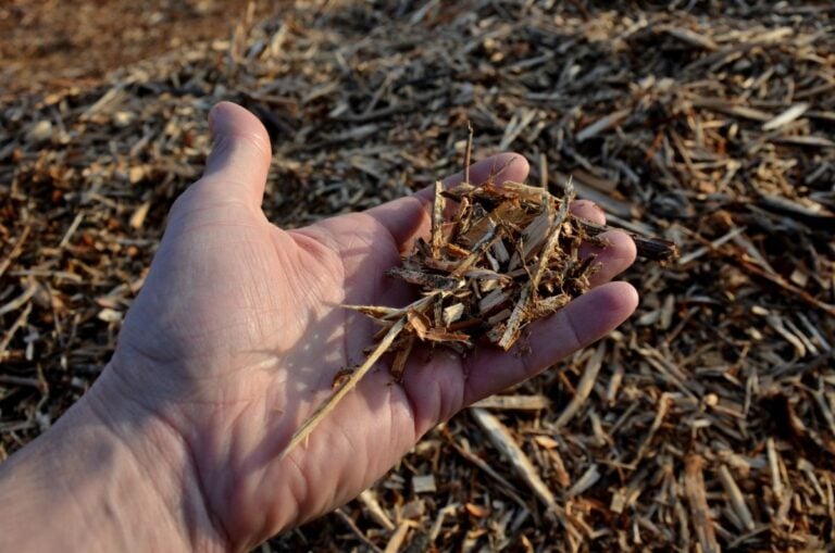 Mulch in Hand Close Up