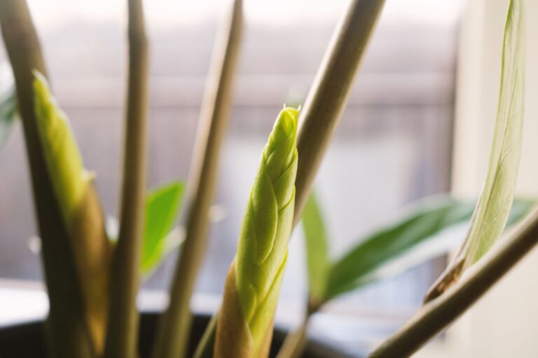 New Growths Sprouting on a ZZ Plant