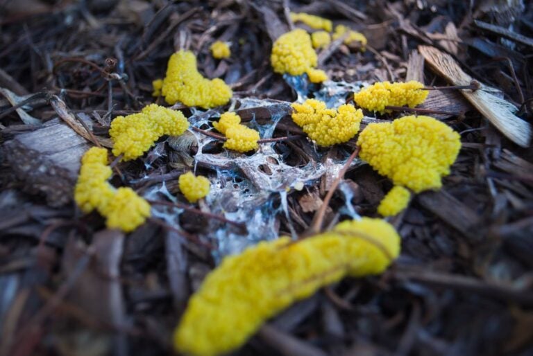 Patches of Yellow Slime Mold Growing on Mulch