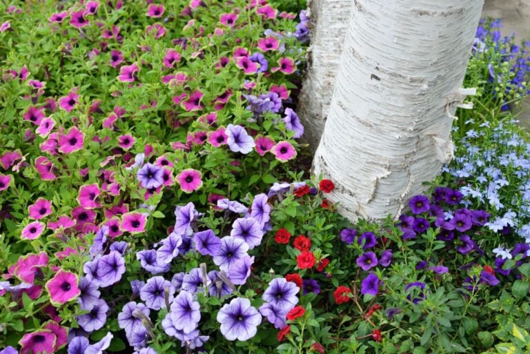 Petunias Surrounding a Birth Tree Trunk