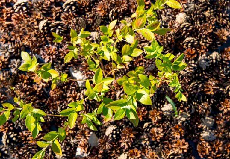 Pine Cone Mulch Around a Blueberry Bush