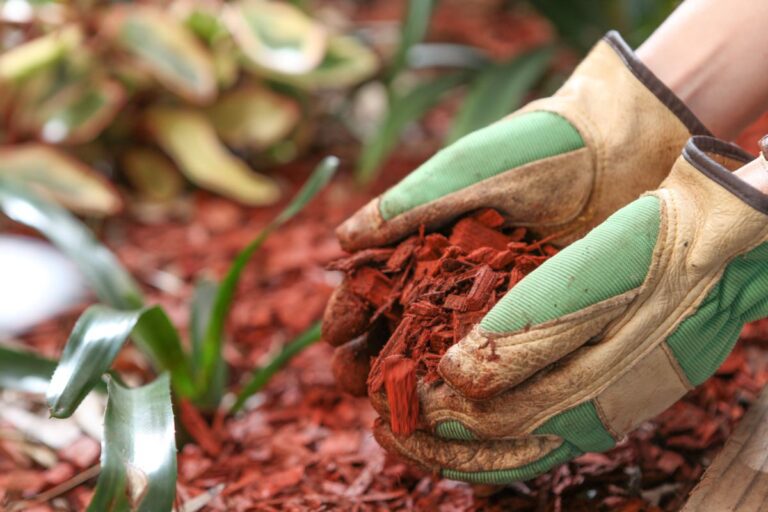 Putting Down Mulch Around a Plant