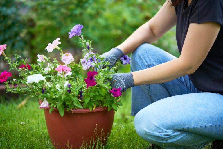 Taking Cuttings from Petunias